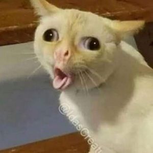 Meet your Posher, Isabella